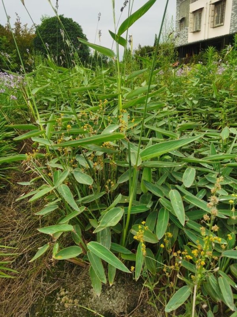 精品再力花，再力花基地。