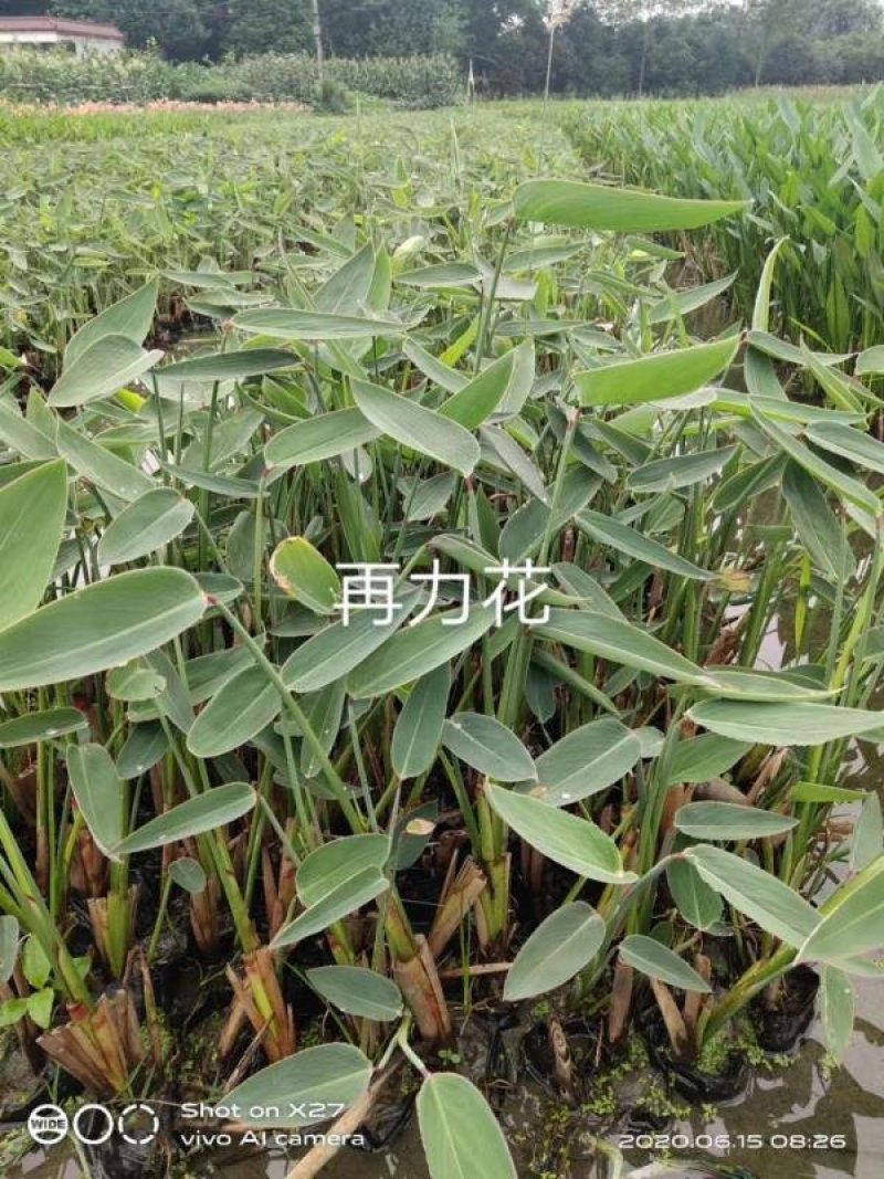 精品再力花，再力花基地。
