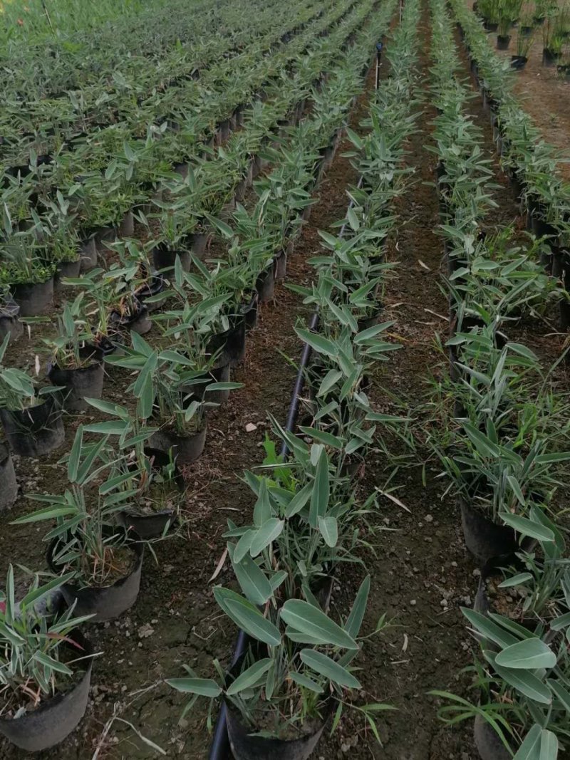 精品再力花，再力花基地。
