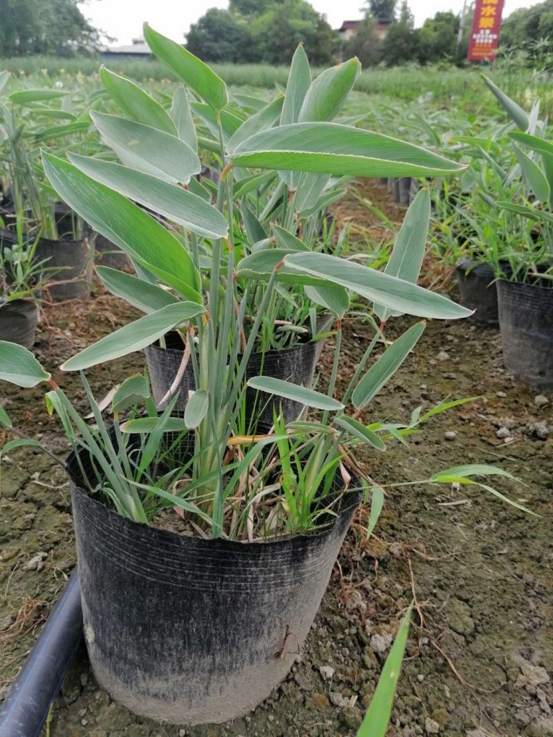 精品再力花，再力花基地。