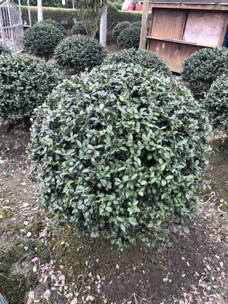 基地直销茶梅球精品茶梅球灌幅40-90茶梅批发