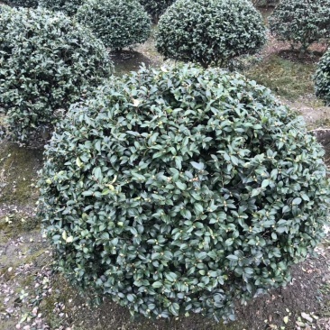 基地直销茶梅球精品茶梅球灌幅40-90茶梅批发