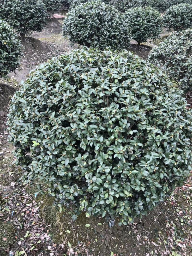 基地直销茶梅球精品茶梅球灌幅40-90茶梅批发