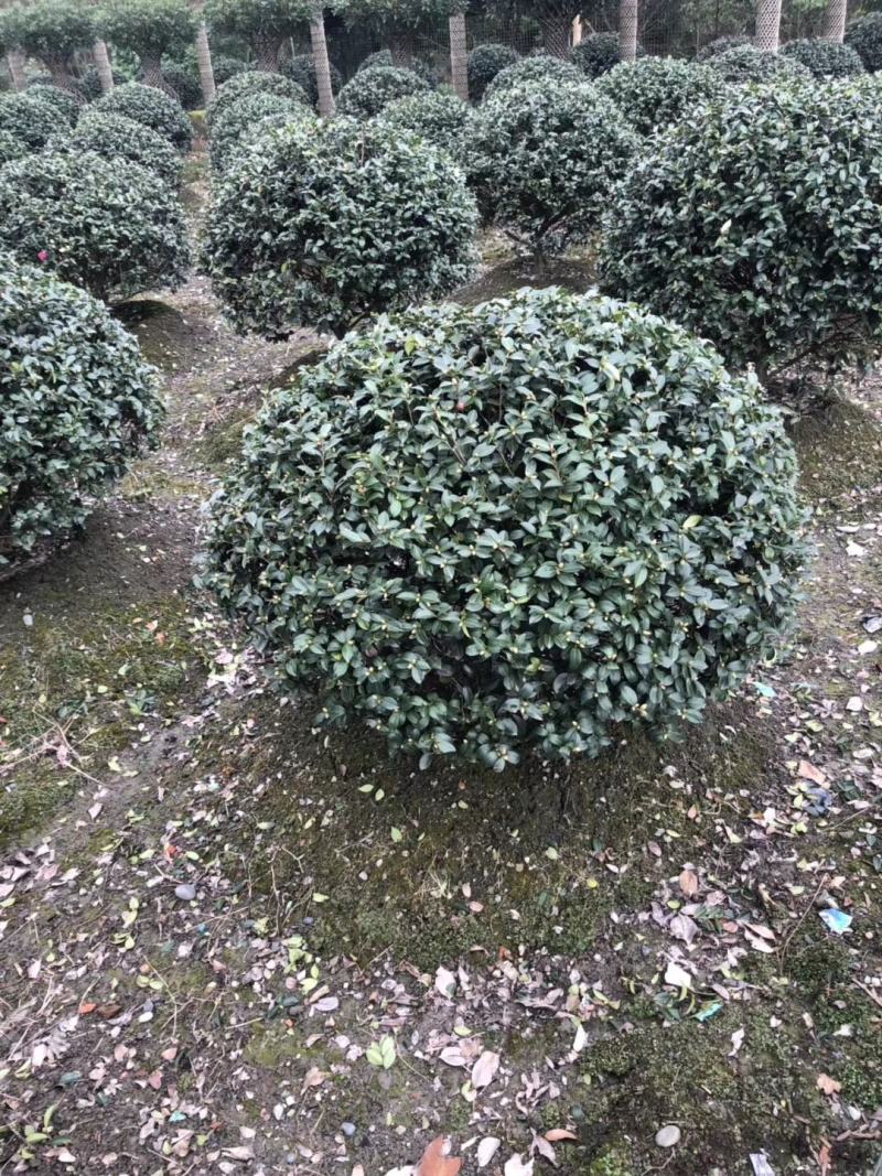 基地直销茶梅球精品茶梅球灌幅40-90茶梅批发