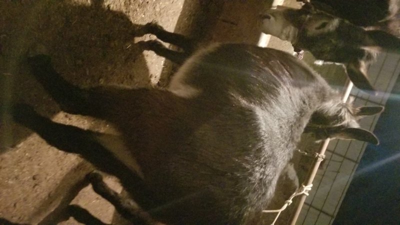 活驴肉驴架子驴公母小驴苗生长速度快适应能力强