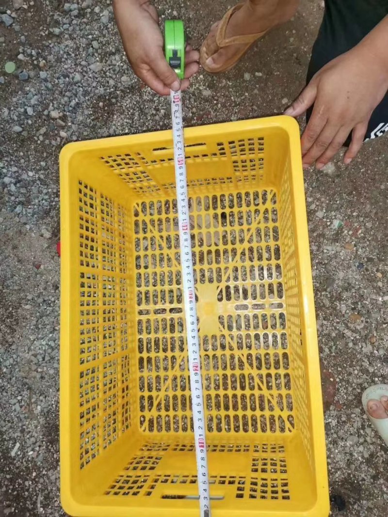 大量泡沫箱，封口胶批发价，有需要的老板抓紧联系了喔