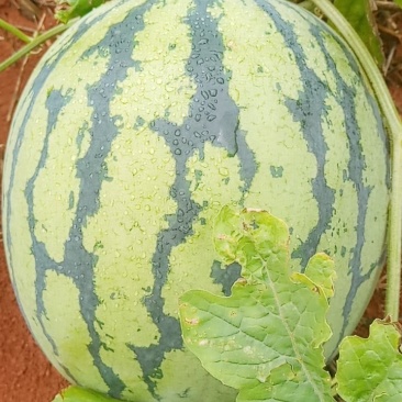 西瓜（美味多汁，甜度好:-)