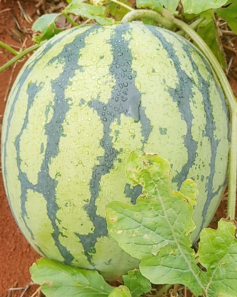 西瓜（美味多汁，甜度好:-)