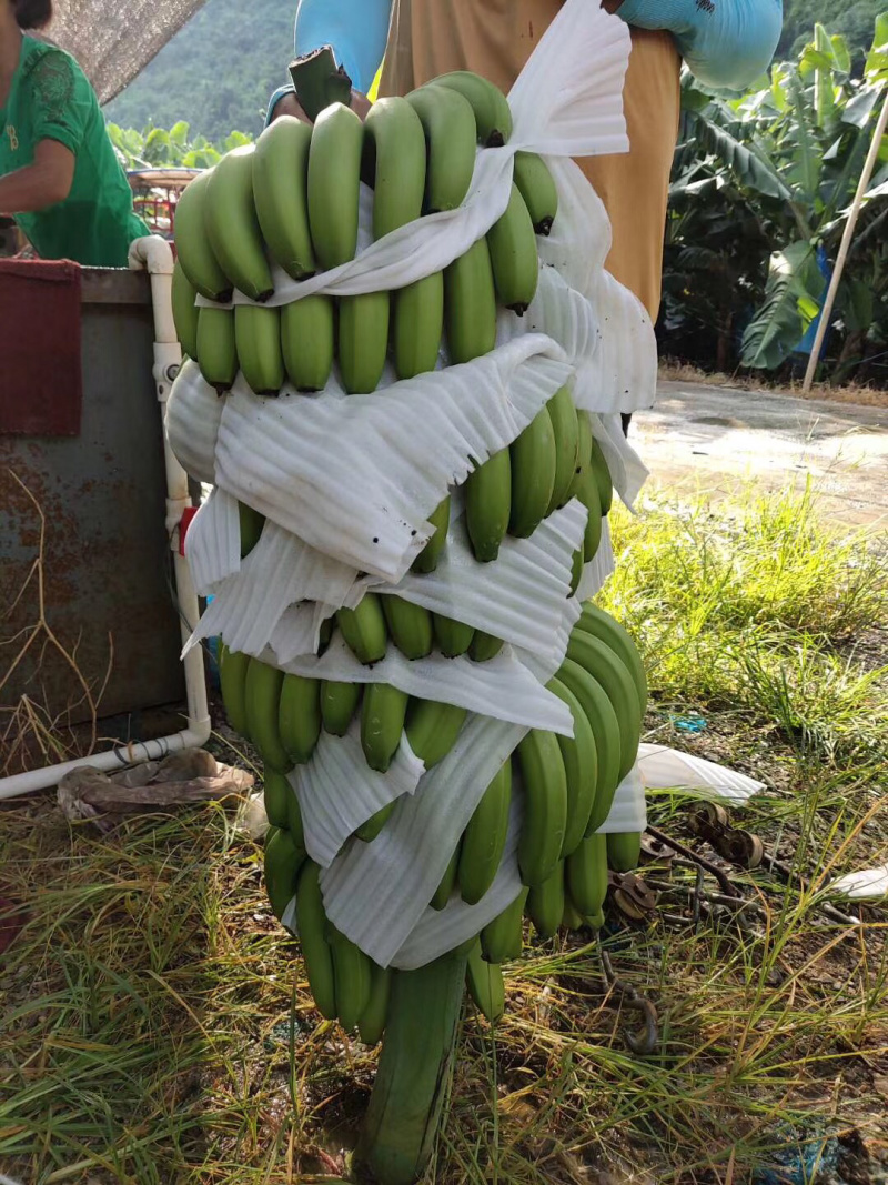 香蕉🍌香蕉🍌香蕉🍌超大量上市中