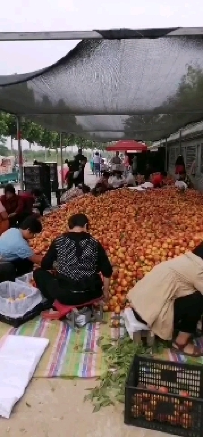 万亩油桃产区大量供应