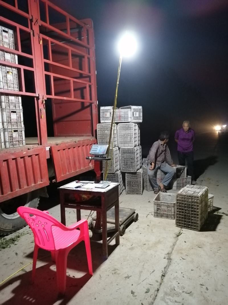 万亩油桃产区大量供应