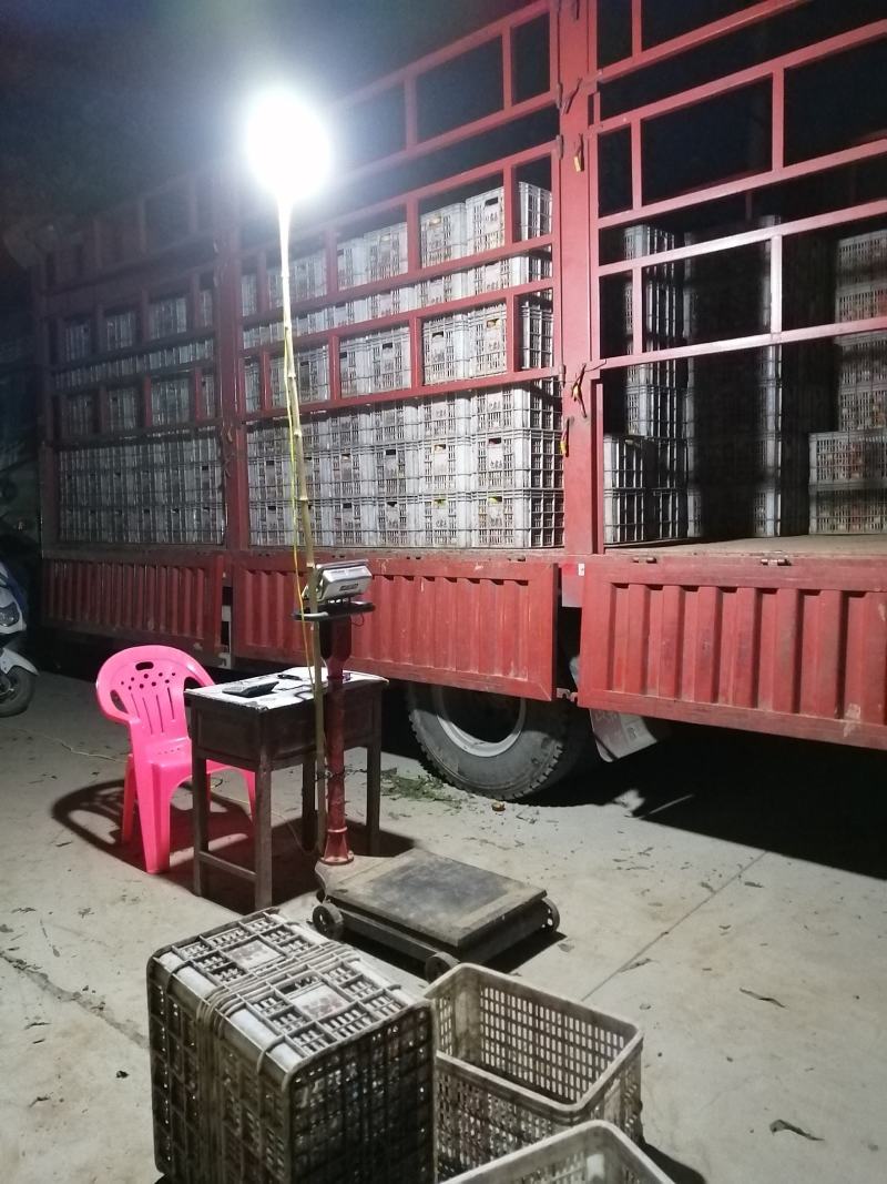 万亩油桃产区大量供应
