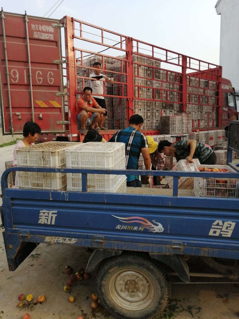 万亩油桃产区大量供应
