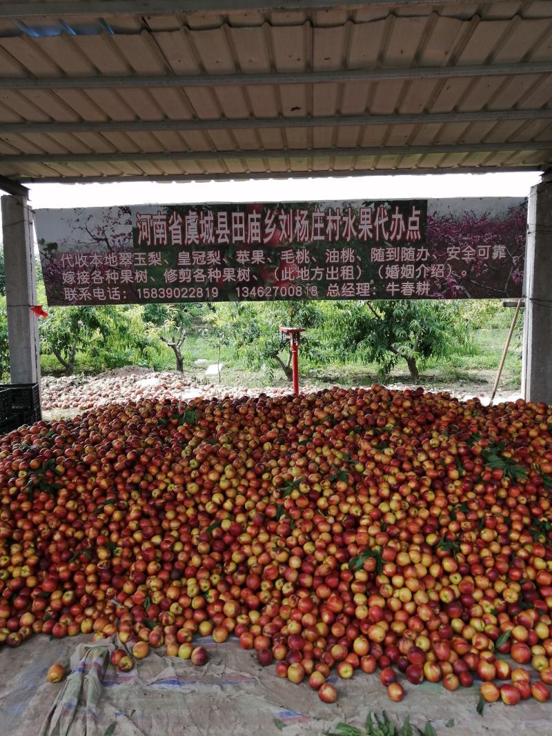 万亩油桃产区大量供应
