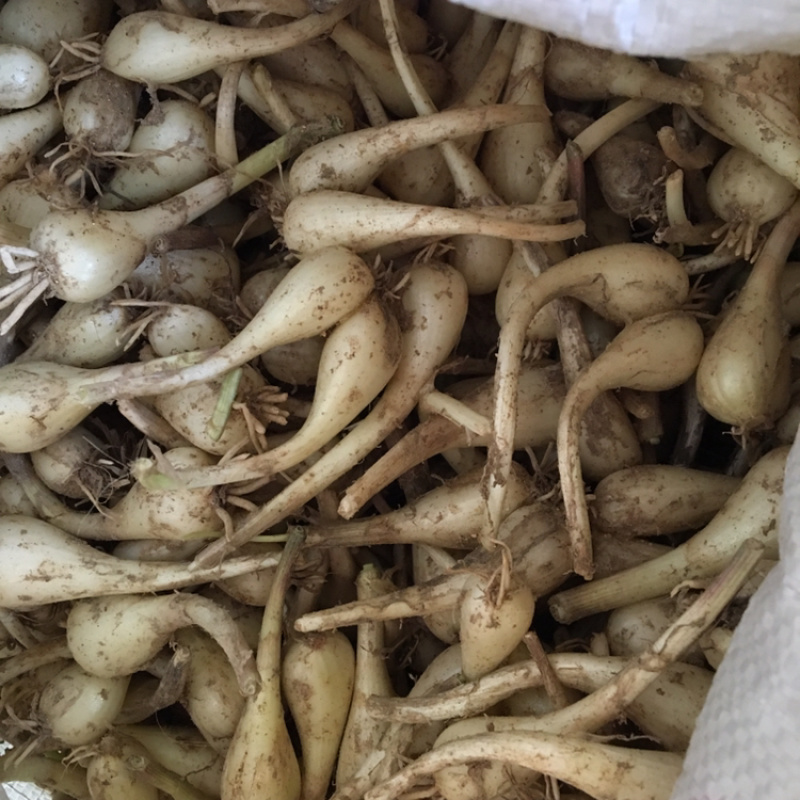 湖南特产藠头叫头教头茭头新鲜上市中，嫩香可口
