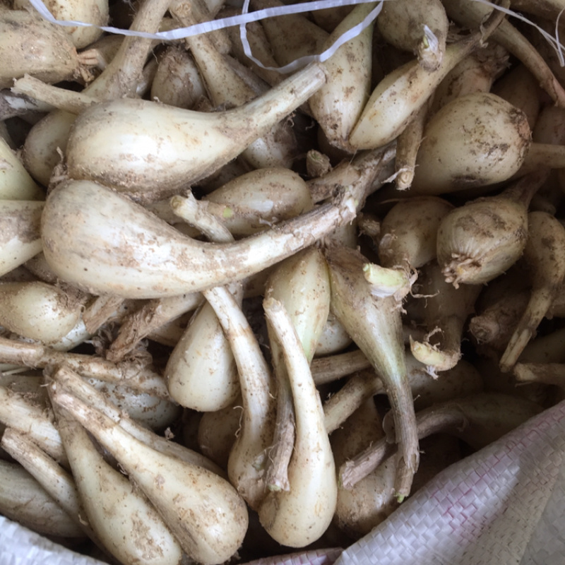 湖南特产藠头叫头教头茭头新鲜上市中，嫩香可口