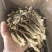 鹿茸菇
