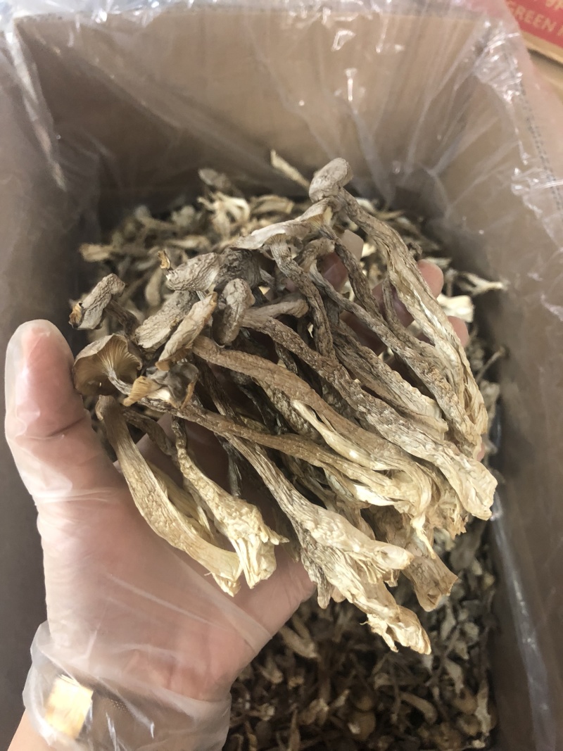 鹿茸菇