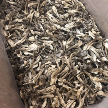 鹿茸菇