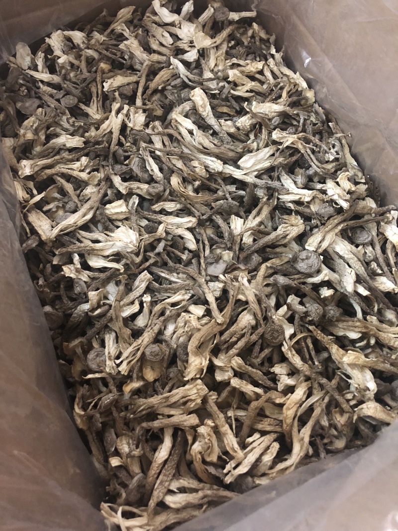 鹿茸菇