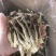 鹿茸菇