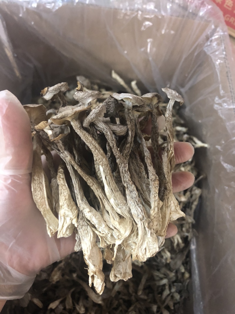 鹿茸菇