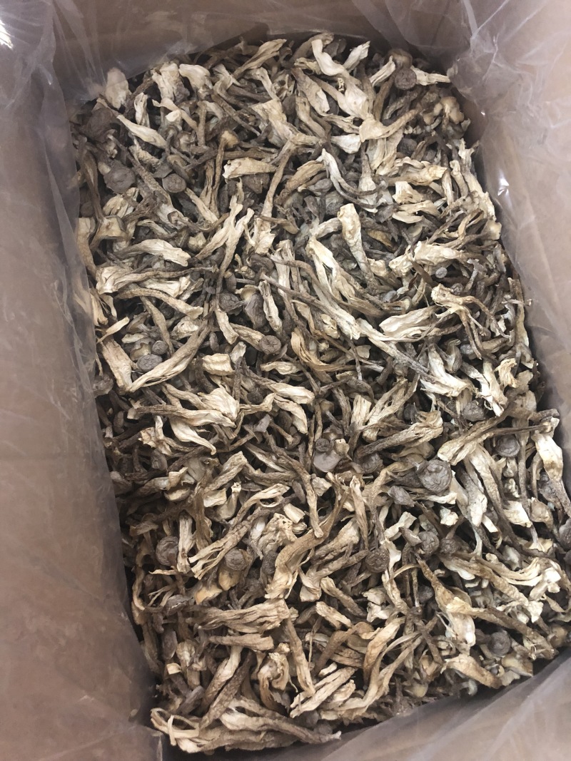 鹿茸菇
