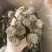 鹿茸菇