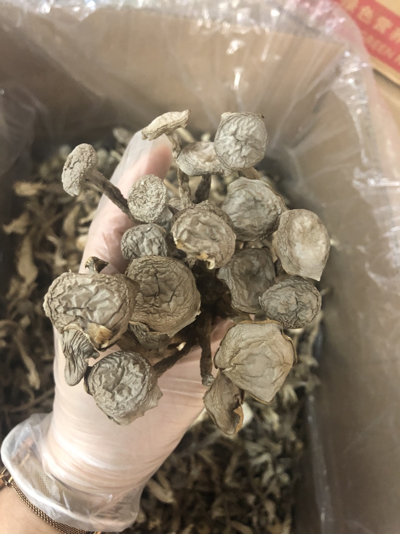 鹿茸菇