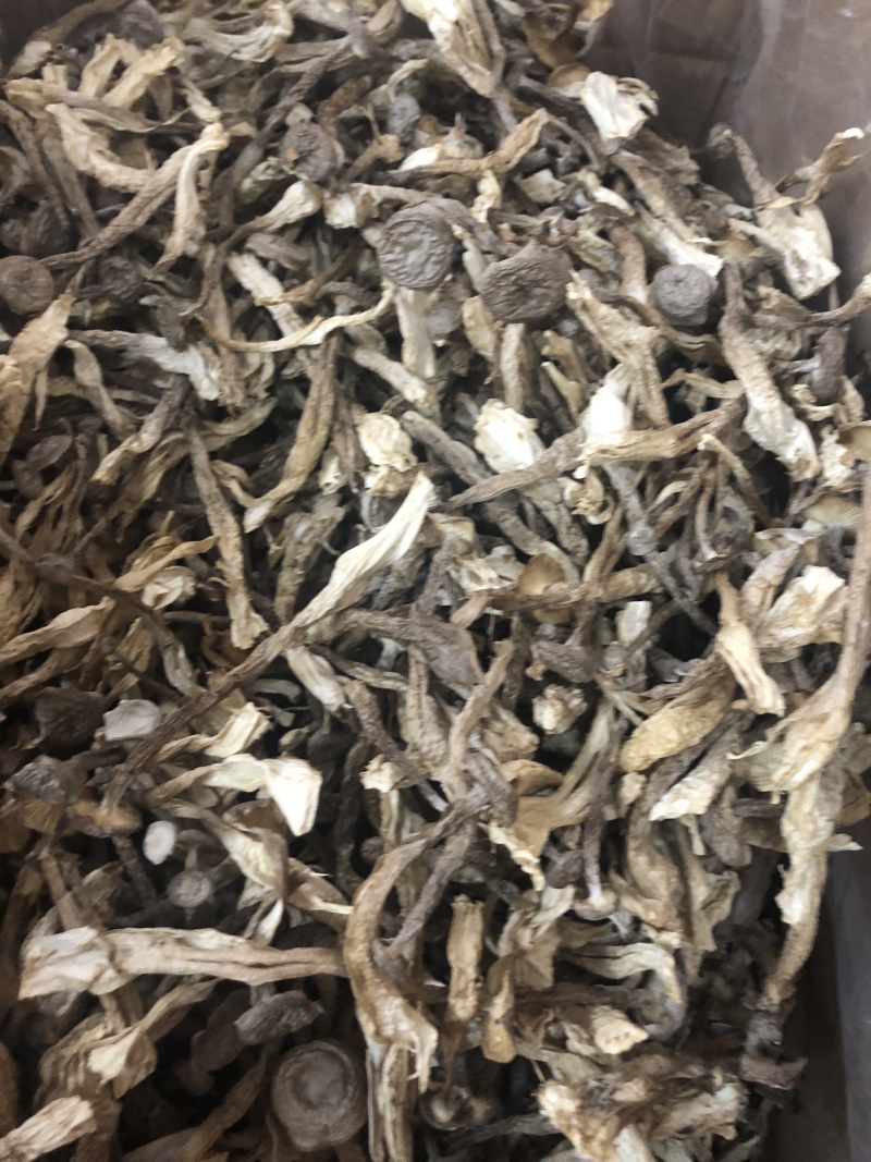鹿茸菇