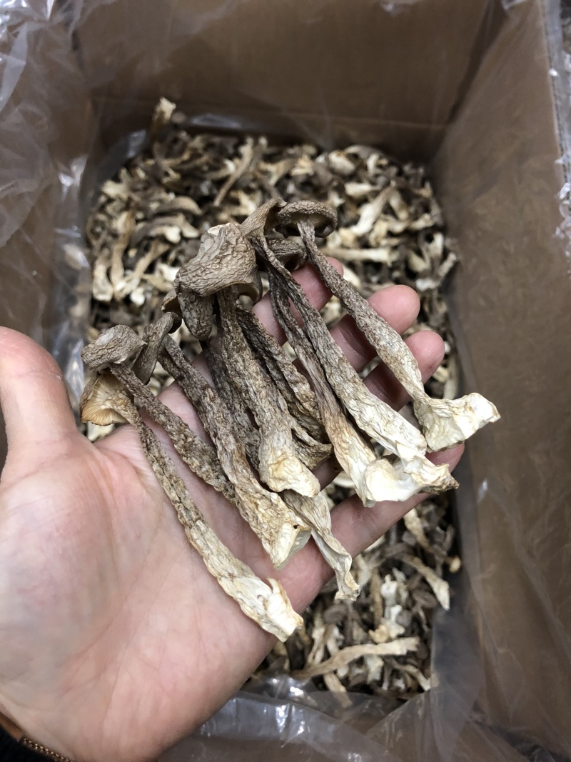 精品鹿茸菇