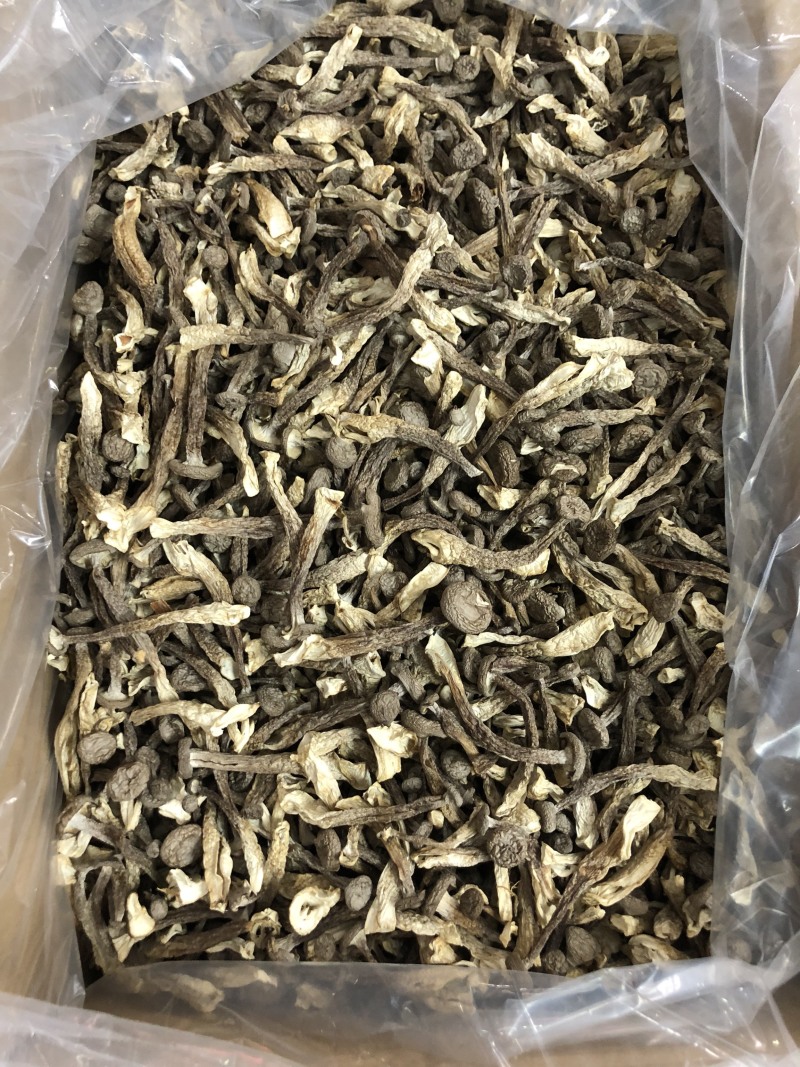 精品鹿茸菇