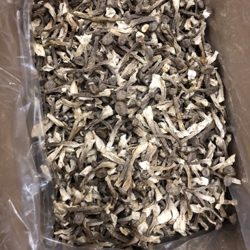 精品鹿茸菇