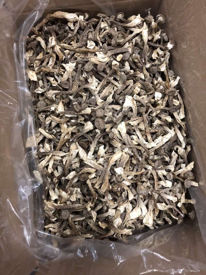 精品鹿茸菇