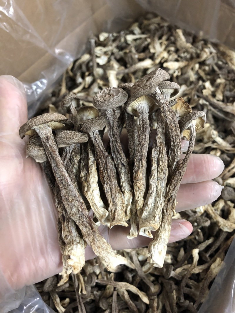 精品鹿茸菇