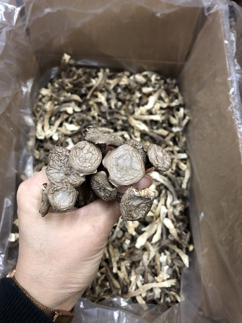 精品鹿茸菇