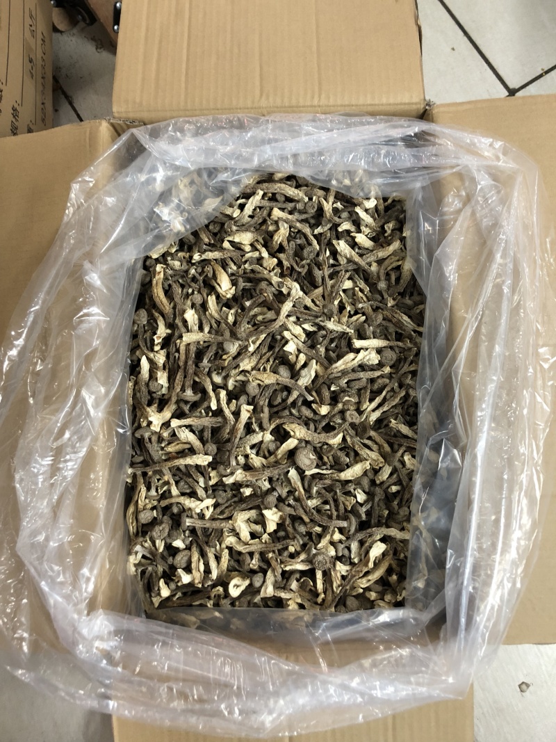 精品鹿茸菇