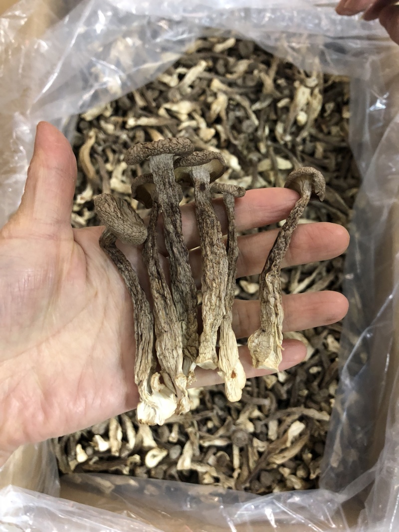 精品鹿茸菇