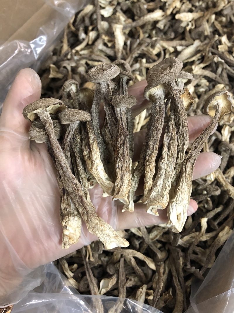 精品鹿茸菇
