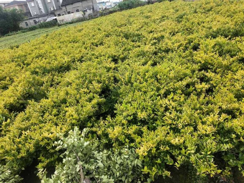 【全国发货】金森女贞毛球大量供应基地直销质量保证