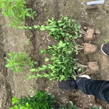 【苗圃直销】大叶黄杨毛球质量保证货源充足全国发货