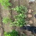【苗圃直销】大叶黄杨毛球质量保证货源充足全国发货