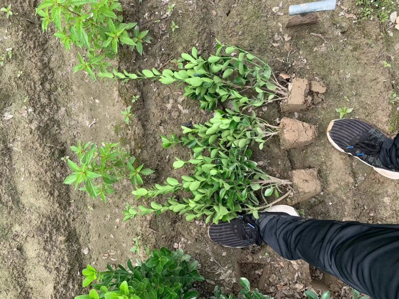 【苗圃直销】大叶黄杨毛球质量保证货源充足全国发货