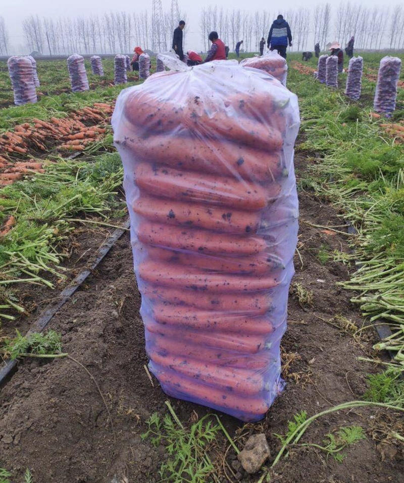 胡萝卜三红胡萝卜胡萝卜产地发货，自己种植