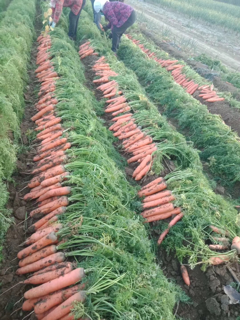胡萝卜三红胡萝卜胡萝卜产地发货，自己种植