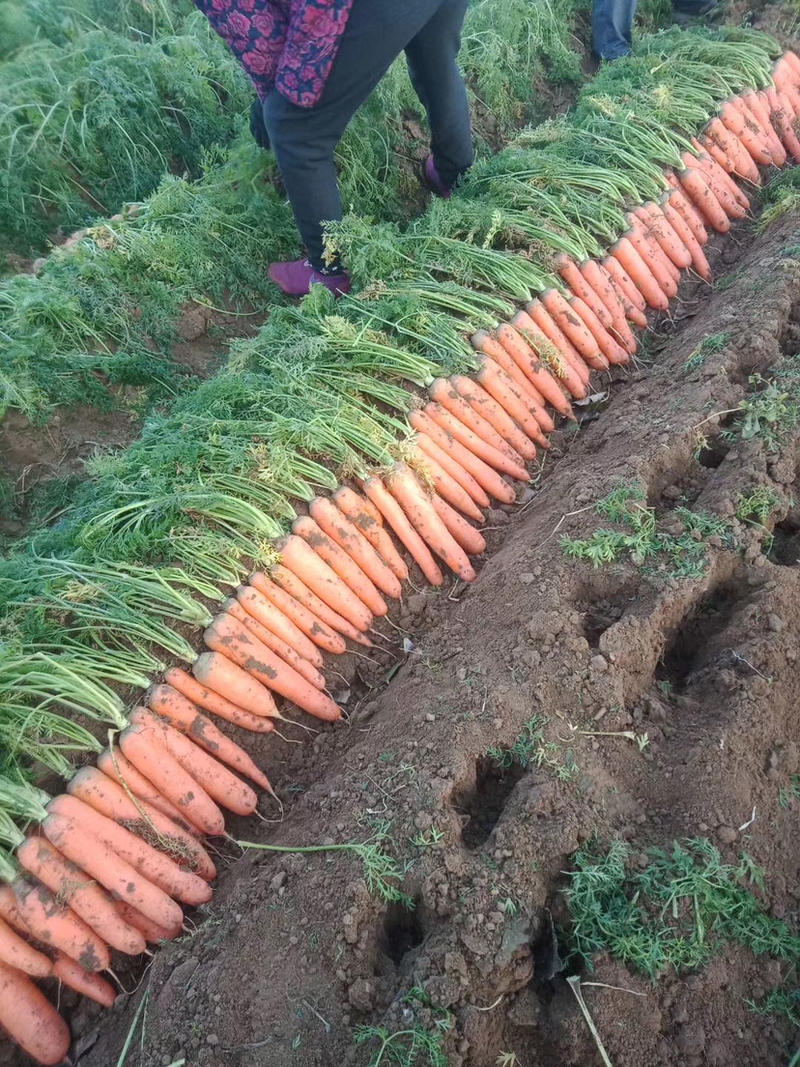胡萝卜三红胡萝卜胡萝卜产地发货，自己种植