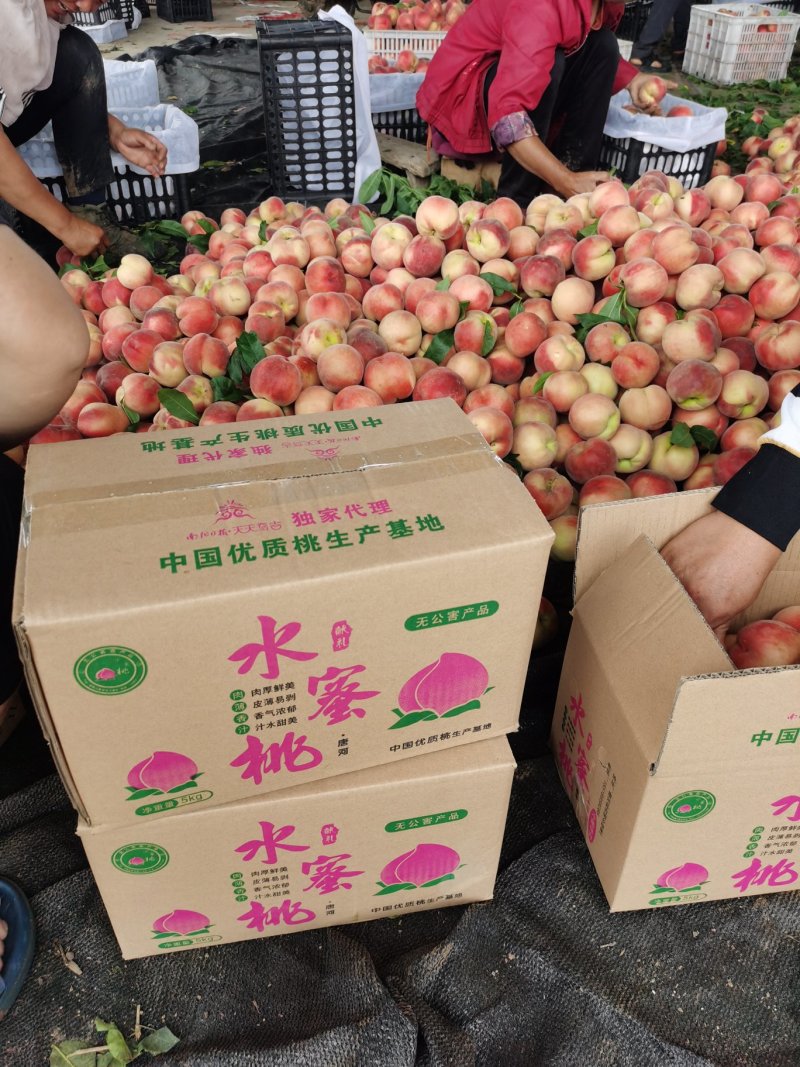 突围桃5毛一斤