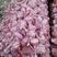 山东省单县红皮大蒜大量供应，代收、代发、代存、物流一条龙
