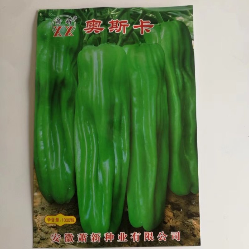 奥斯卡辣椒种子大果薄皮灯笼型品种早熟口感好