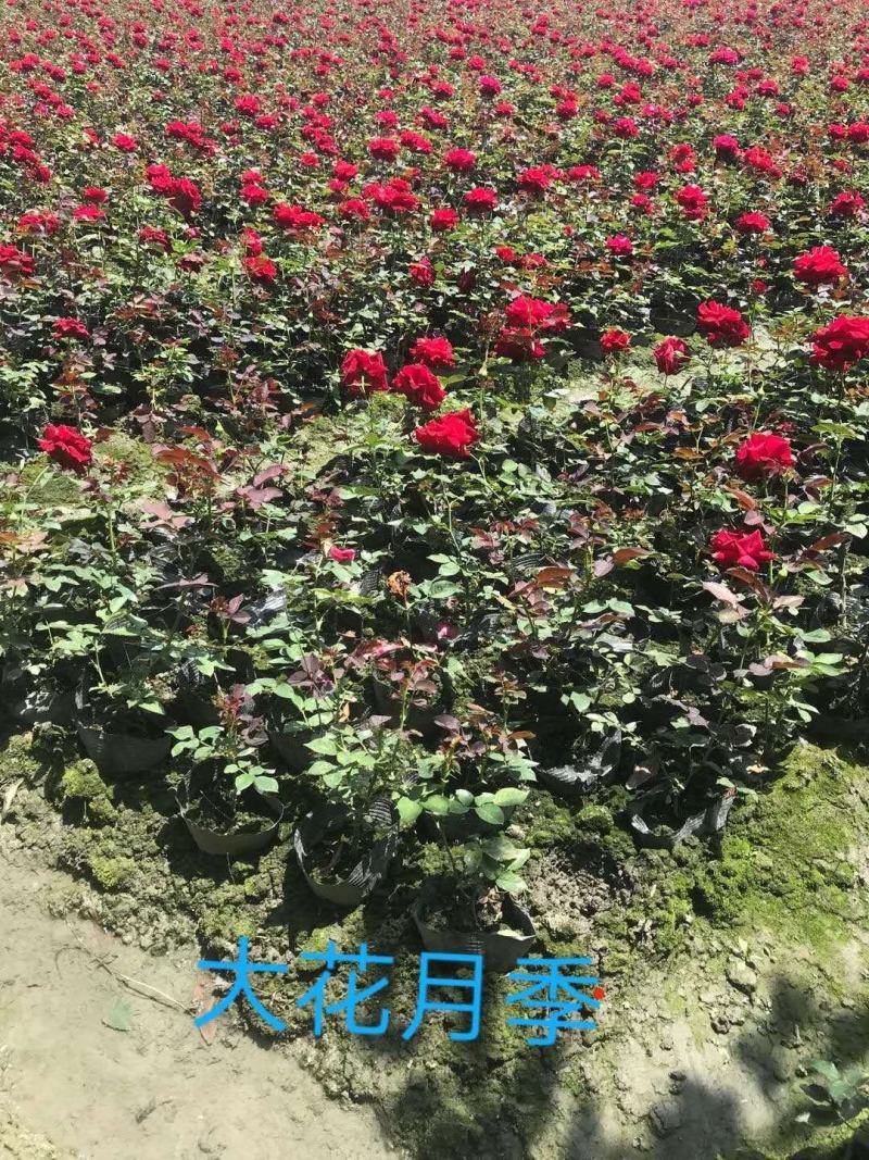 批量出售大花月季，16杯大花月季，成都货源